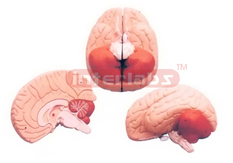 HUMAN BRAIN, STANDARD, 2 PARTS